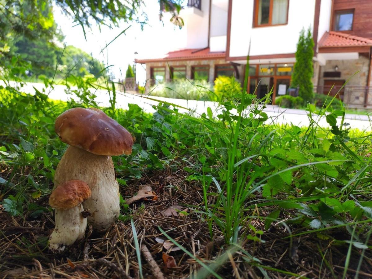 "Моето Любимо Място", Смолянски Езера - "My Favorite Place", Smolyan Lakes 외부 사진